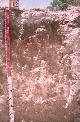 WLRA - soil pit WW12- profile