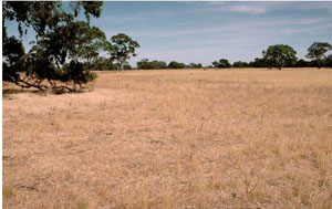 WLRA - soil pit WW14- landscape