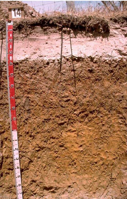 WLRA - soil pit WW14- profile