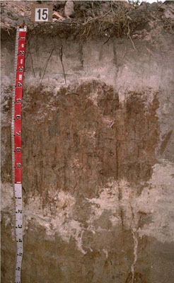 WLRA - soil pit WW15- profile