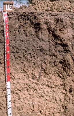 WLRA - soil pit WW16- profile