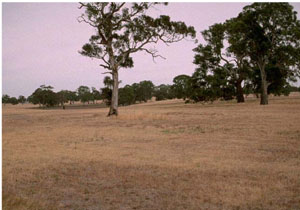 WLRA - soil pit WW17- landscape