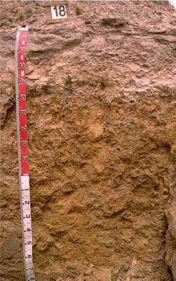 WLRA - soil pit WW18- profile