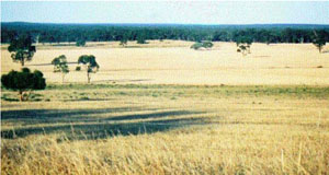 WLRA - soil pit WW20- landscape