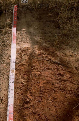 WLRA - soil pit WW22- profile
