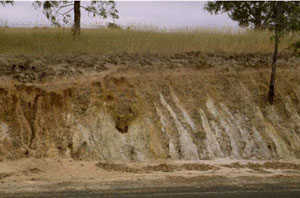 WLRA - soil pit WW24- landscape