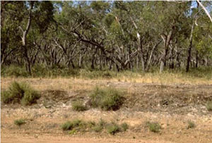 WLRA - soil pit WW26- landscape