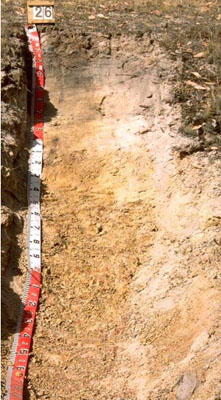 WLRA - soil pit WW26- profile