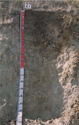 WLRA - soil pit WW27- profile