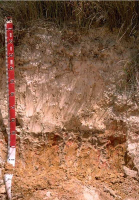 WLRA - soil pit WW28- profile