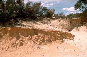 WLRA - soil pit WW29- landscape