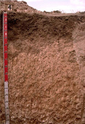 WLRA - soil pit WW4b- profile