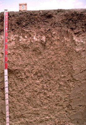 WLRA - soil pit WW5- profile