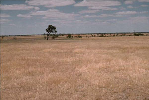 WLRA - soil pit WW6- landscape