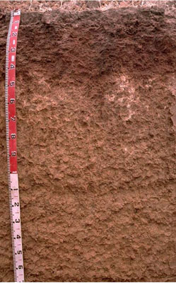 WLRA - soil pit WW6- profile