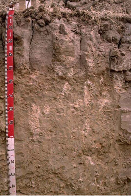 WLRA - soil pit WW7- profile