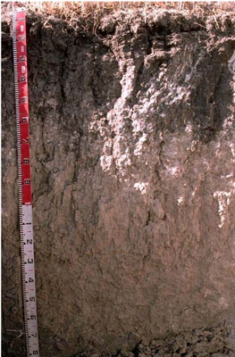 WLRA - soil pit WW9- profile