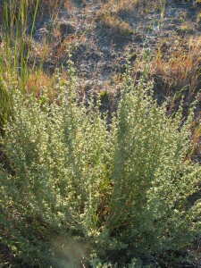 Thorny Lawrencia plant