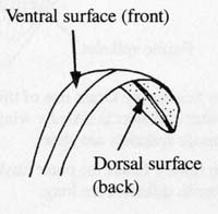 Image:  Diagram - Generalised Grass - ventrl