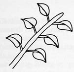 Image:  Diagram - Leaf Arrangements - Opposite