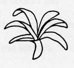 Image:  Diagram - Leaf Arrangements - Rosetted