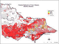 Map:  Potential distribution Tree of Heaven