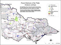 Map:  Present distribution Star Thistle