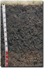 Photo: Site GP40 Soil Profile