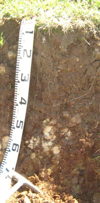 Soils and landforms of the Buchan and Suggan Buggan region - W tree EG43 profile
