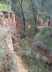 Tunnel erosion in East Gippsland fig 25a