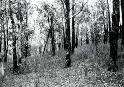 A study of the land in the Catchment of Gippsland Lakes - Vol 2 - land system Collins- image