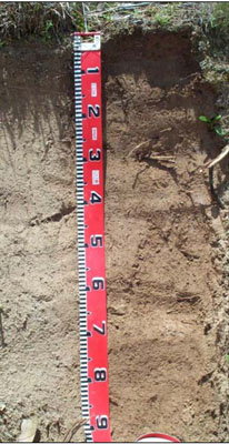 Soils and landforms of the Omeo/Benambra and Tambo Valley region - soil-landform unit Cobungra EG110 profile