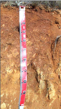 Soils and landforms of the Omeo/Benambra and Tambo Valley region - soil-landform unit Hinnomunjie EG51 profile