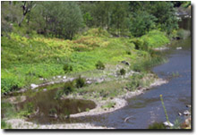 Photo: Large tracts of the upper Tambo River's riparian zone is infested with Blue Periwinkle weeds.