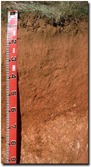 Photo: Red Kandosol developed on granite.