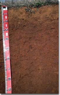 Photo: Soil Site GN7 Profile