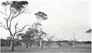 Plate 28 - The Hamilton land-system is typically an undulating basaltic plain with remnants of a formerly extensive woodland of swamp gum.