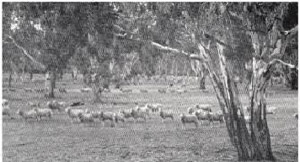 The sparse native pasture of the red gum woodlands was ideal for the grazing Merino sheep, and this was the main enterprise over0the Dundas land-system for almost a century.