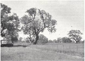 Plate 30 - Dunkeld land-system consists of undulating basaltic plains with occasional swamps, and formerly carried a woodland of red gums