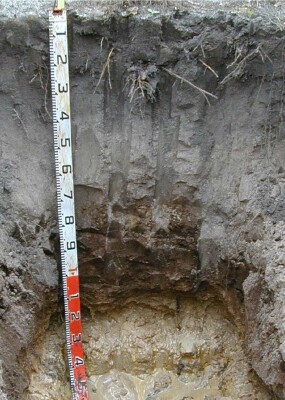 Soil pit Cha99 1 profile