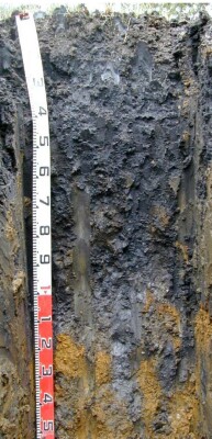 Soil pit Dys99 1 profile