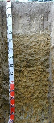 Soil pit Dys99 2 profile