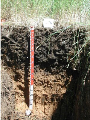 Soil pit GL156 profile