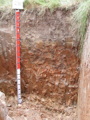 Soil pit GL160 profile