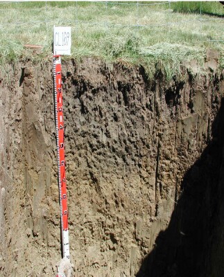 Soil pit GL169 profile
