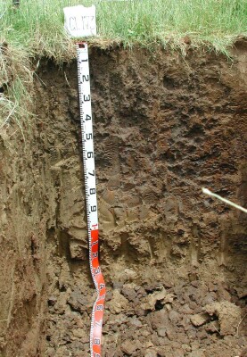Soil pit GL173 profile
