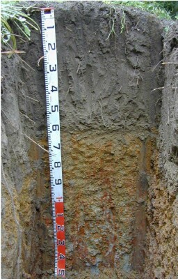 Soil pit Kan98 3 profile