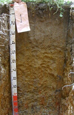 Soil pit Man98 1 proifle