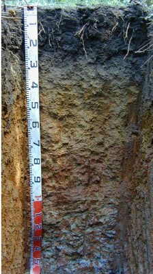 Soil pit Man98 2 proifle