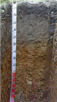 Soil pit Man98 3 proifle